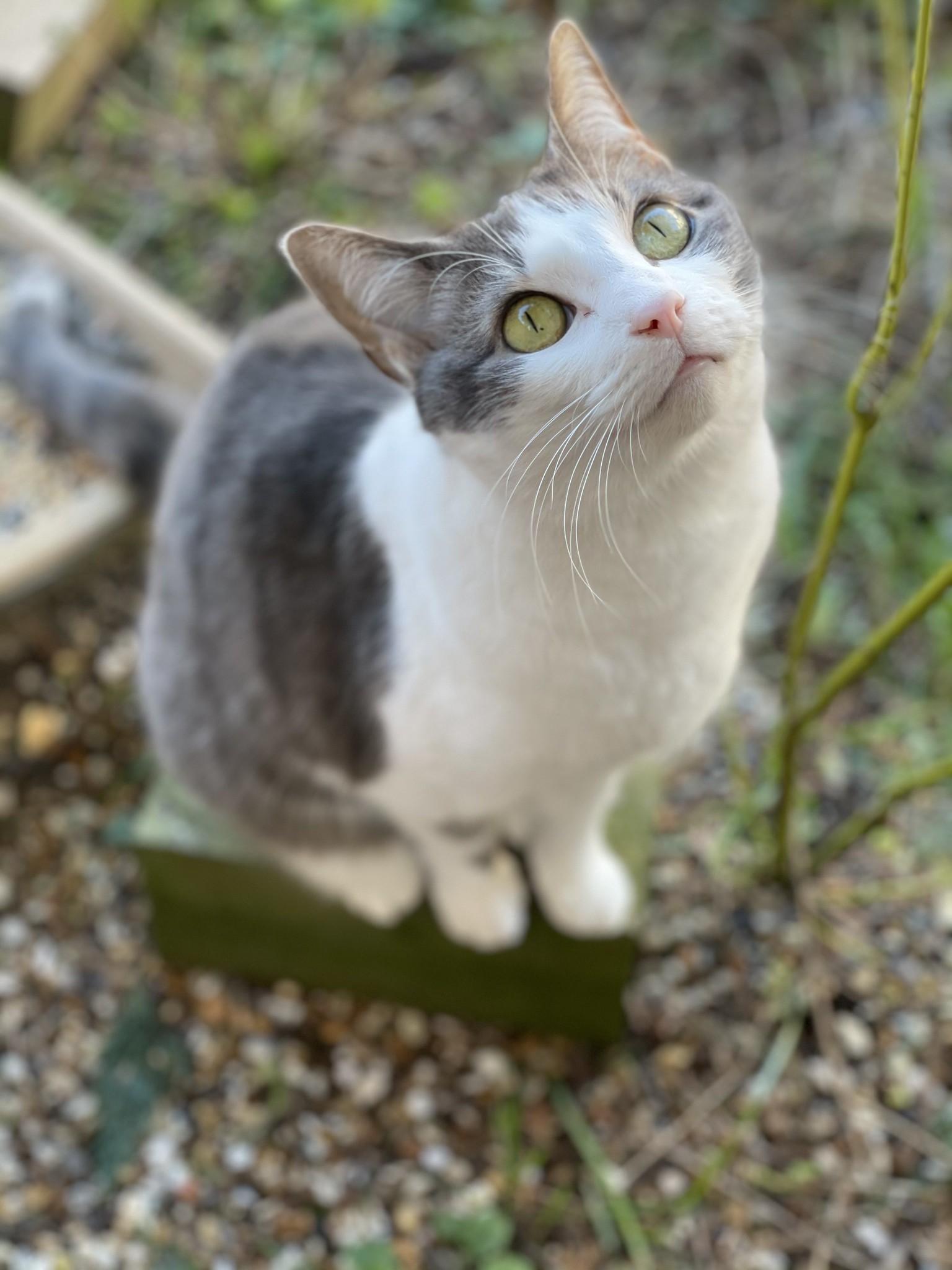 smiling cat, sitting in garden