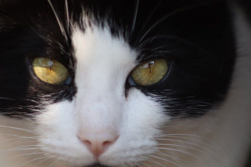 grey and white cat posing almost smiling
