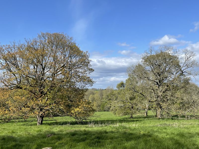 Parkland with mature oaks in new leaf, spring grass and a wide blue sky