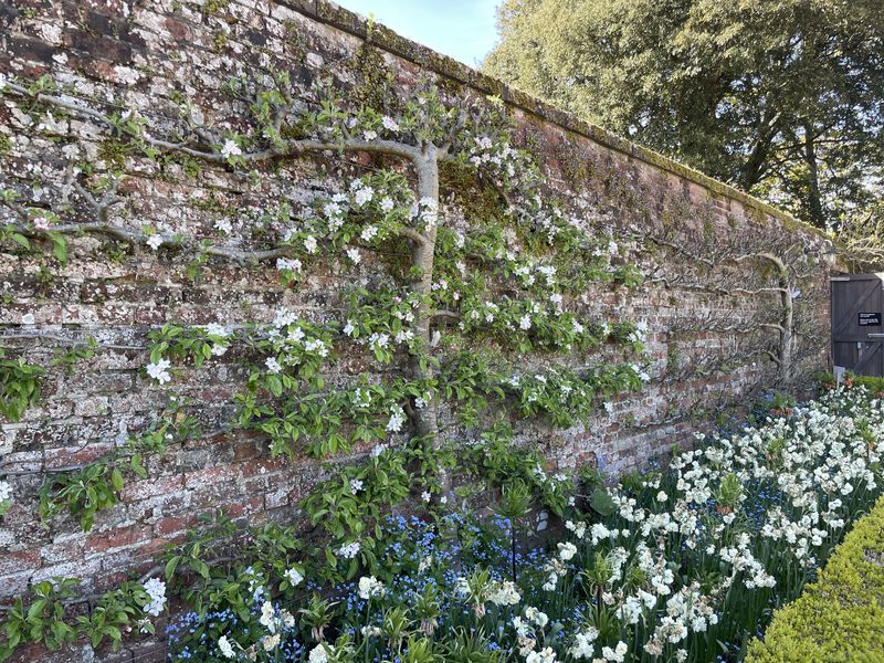 An espaliered fruit tree in white blossom trained flat against an old brick wall, with narcissi and forget-me-nots below