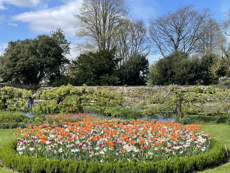 A circular bed of orange, white and pink tulips in the walled garden, with pleached trees along the wall behind