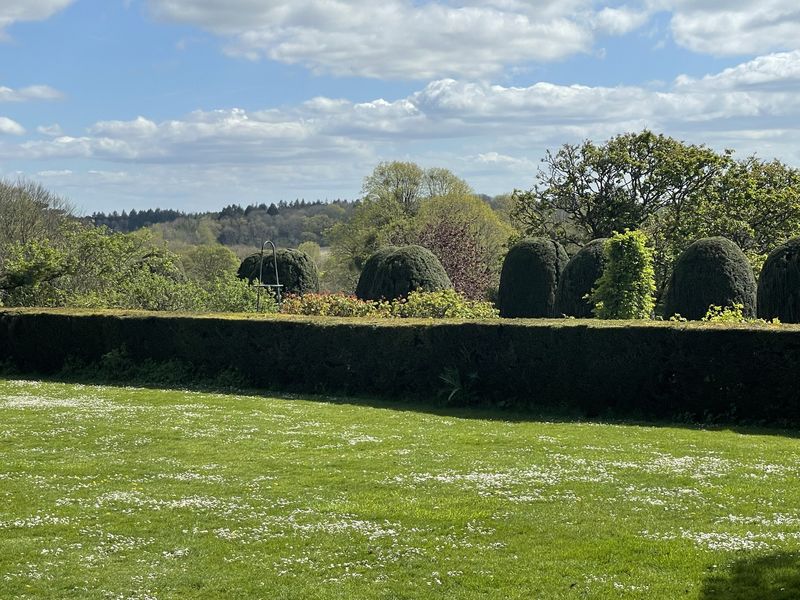Clipped yew topiary in a row above a hedge, a daisy-strewn lawn in front and Hampshire downland beyond
