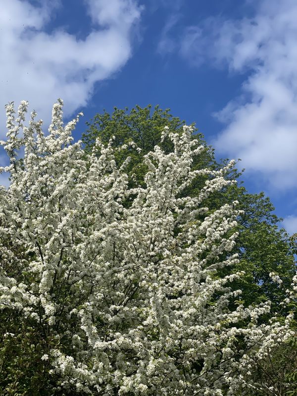 A tree in full white blossom against a bright blue sky with wisps of cloud