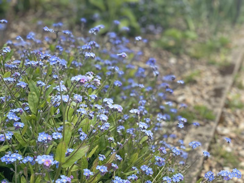 Forget-me-nots massed in blue drifts along the edge of a gravel path