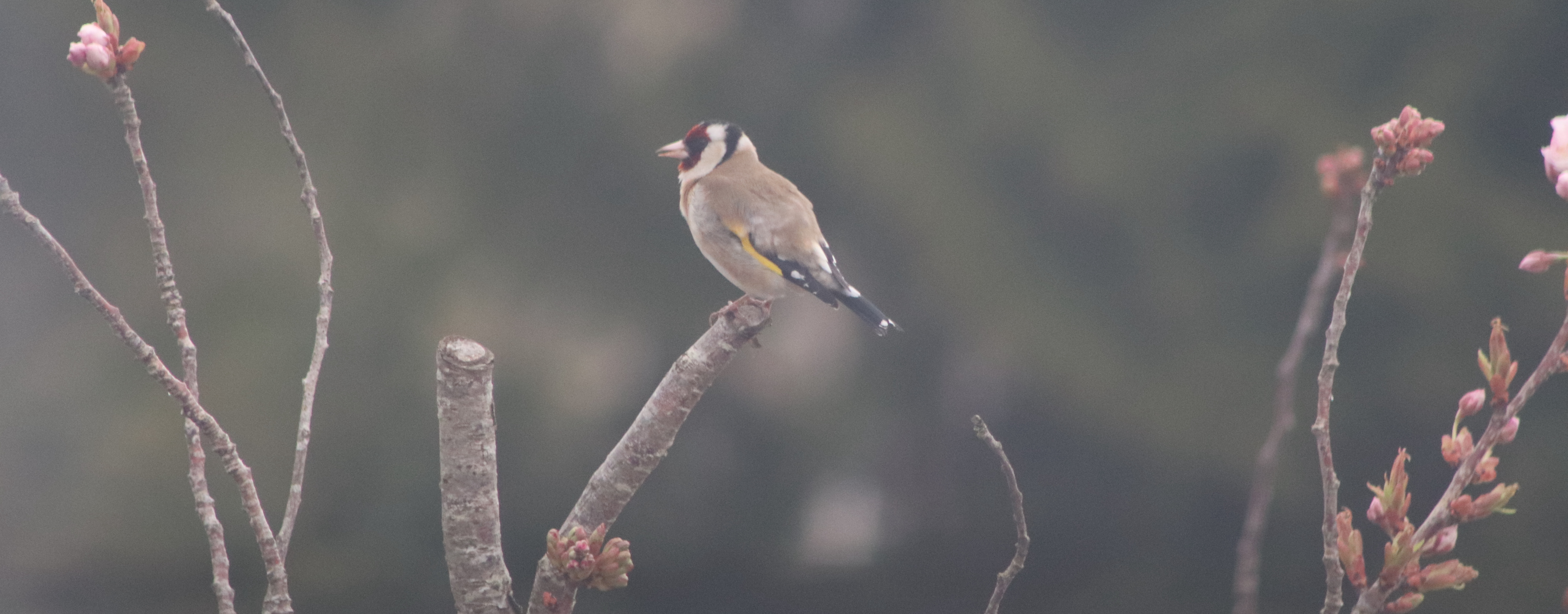 2 eurasian goldfinches eating at a nyger seed feeder