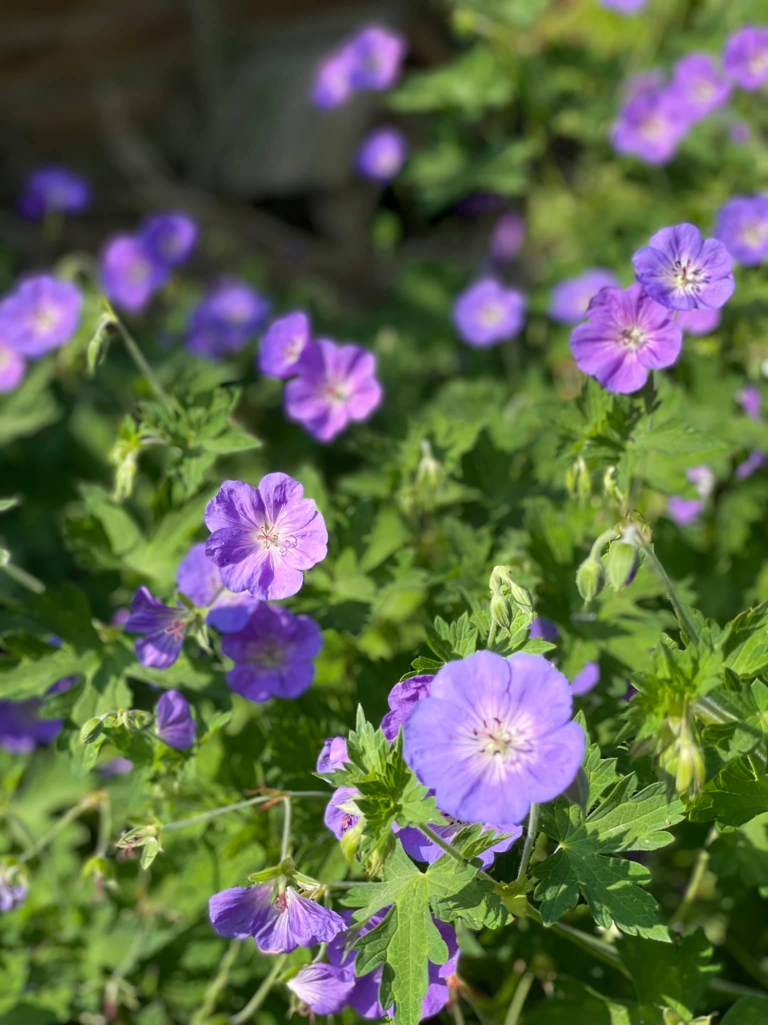 purplish blue small wild geraniums