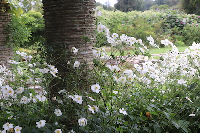Daisies massed in a border at Hestercombe