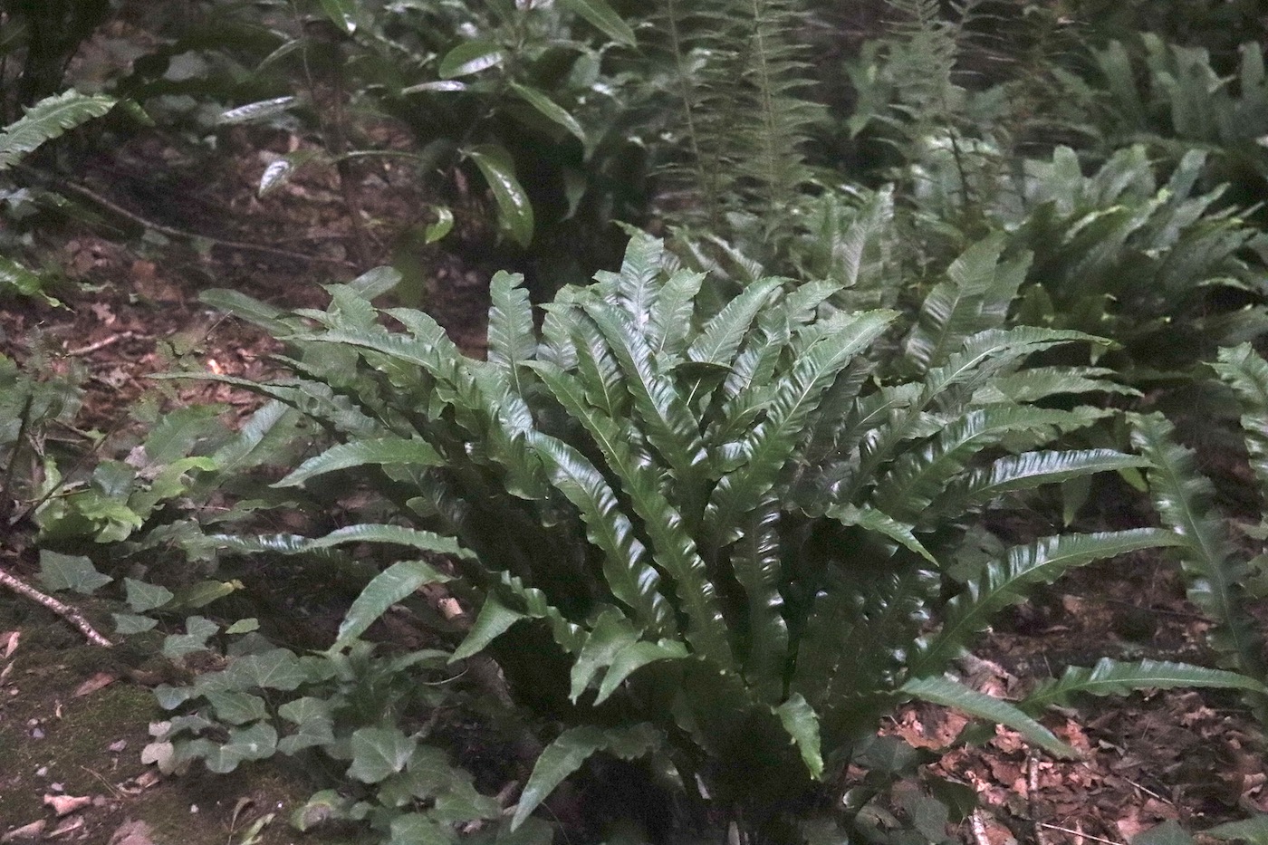 Ferns in a shaded corner at Hestercombe