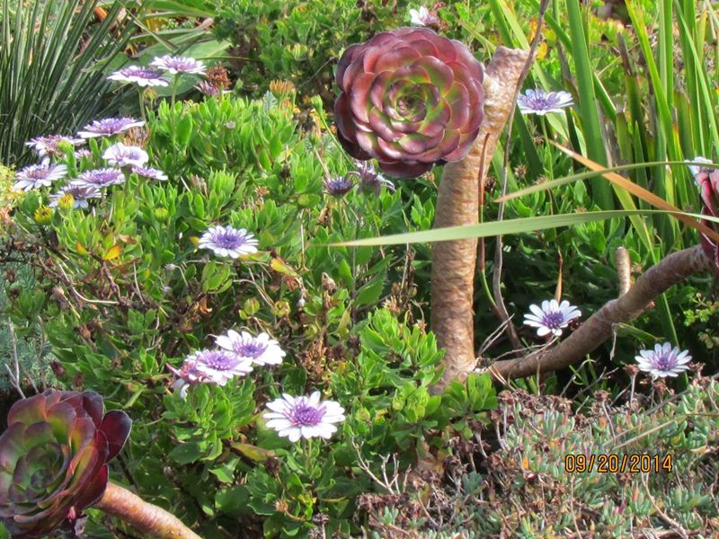 sedums at Minack theatre