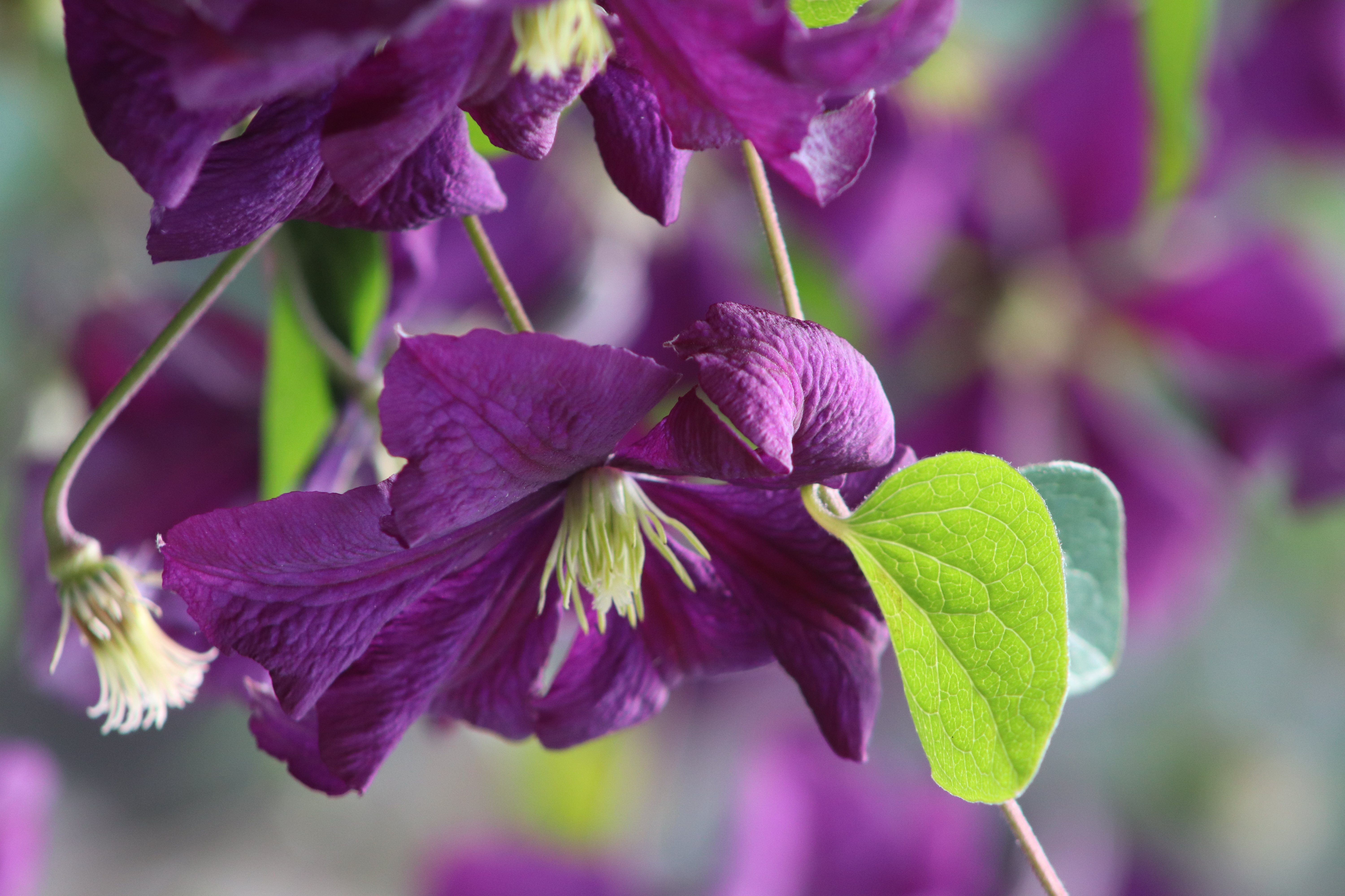 reddish purple large clematis flower montana with leafy tendrils close up